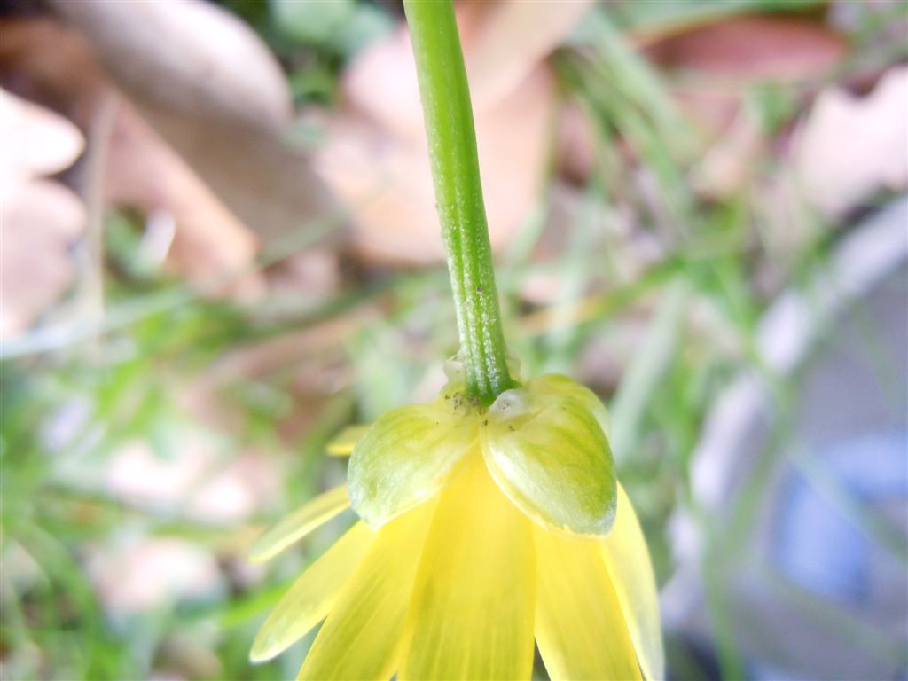 Ranunculus ficaria (non asteracea)...